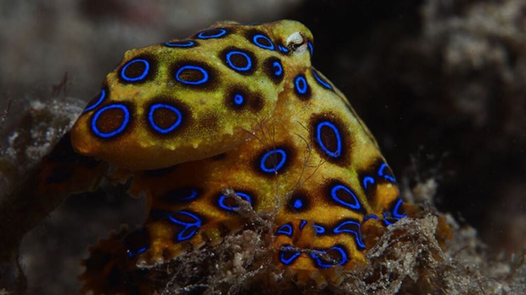Blue-Ringed Octopus: Small, Colorful, and Surprisingly Lethal