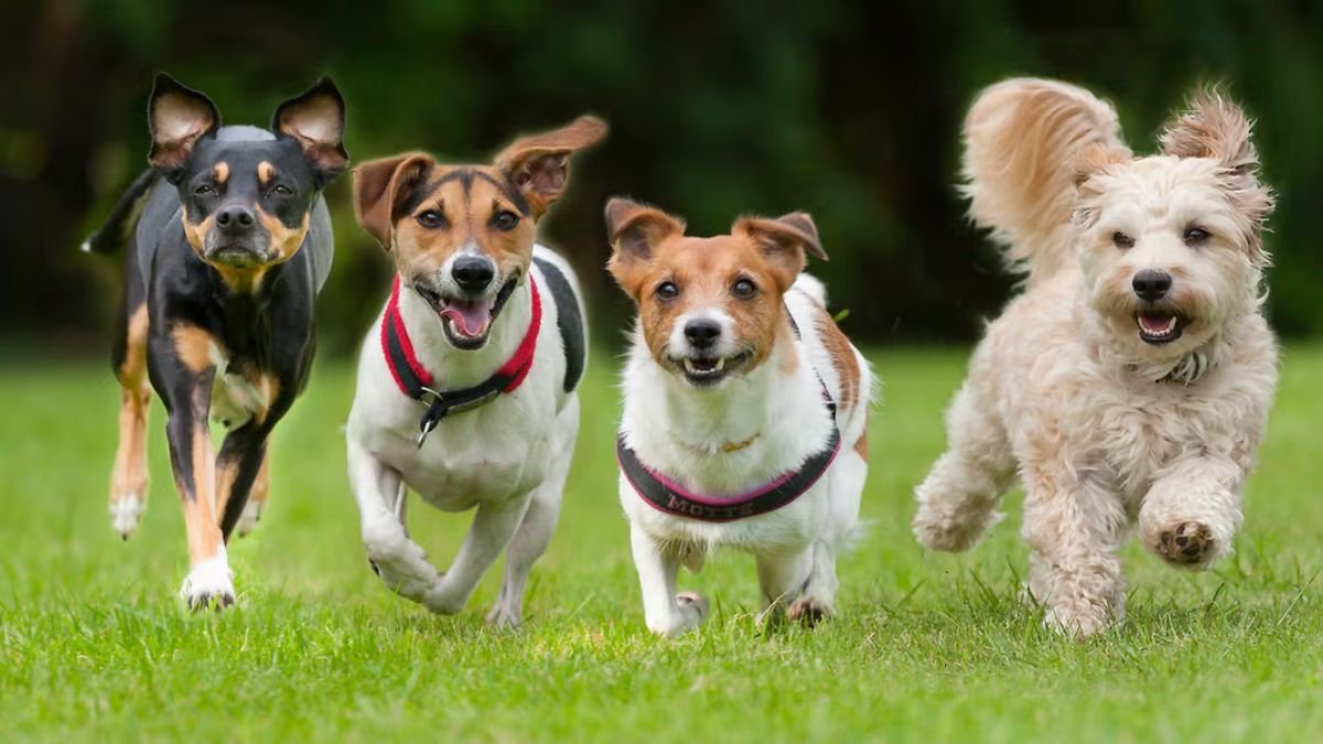 These 7 Dog Breeds Are Perfect House Dogs — #3 Will Surprise You!