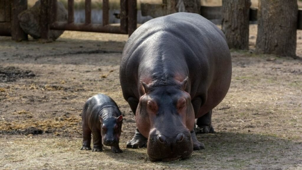 Hippopotamus: The Gentle Giant That Isn’t So Gentle