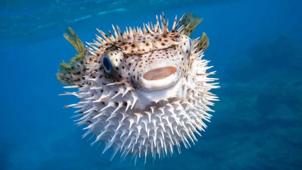 Pufferfish: Cute but Deadly from the Inside Out