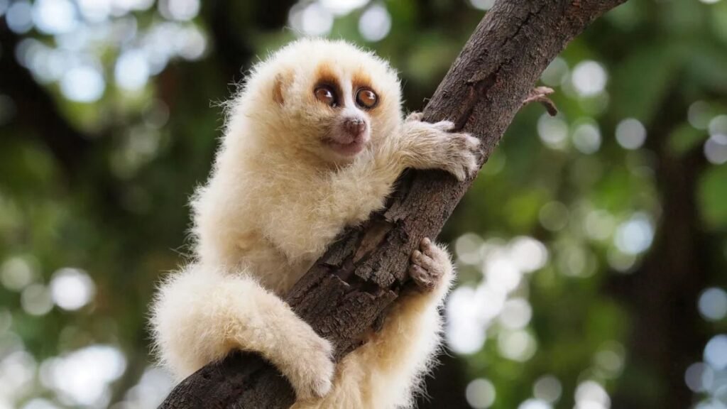 Slow Loris: The Adorable Venom-Carrying Primate