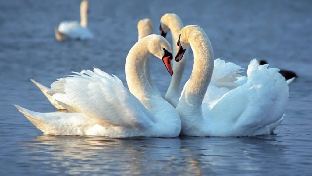 Swans: Graceful Beauties with an Aggressive Side