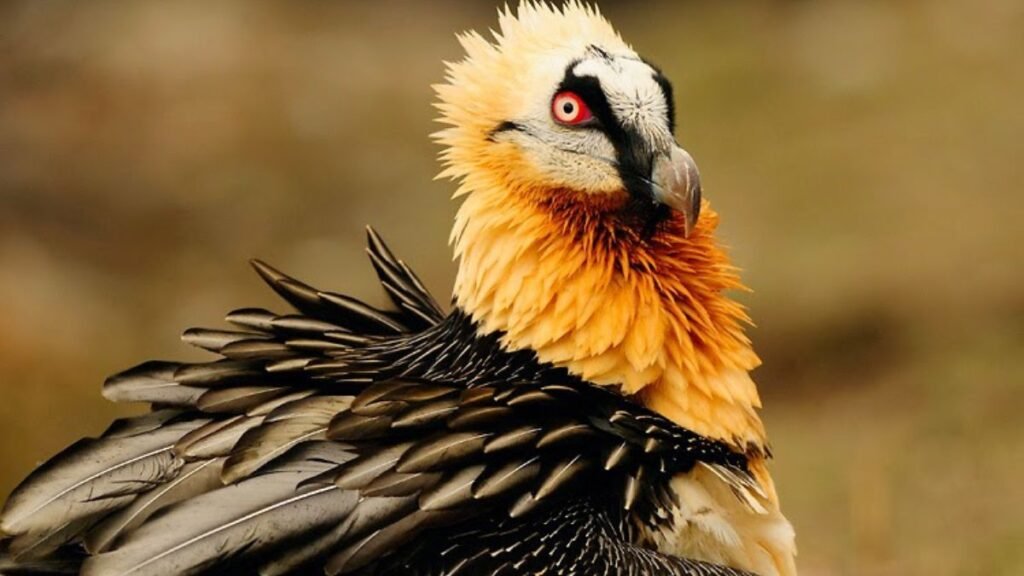 The Bearded Vulture: The Bone Breaker