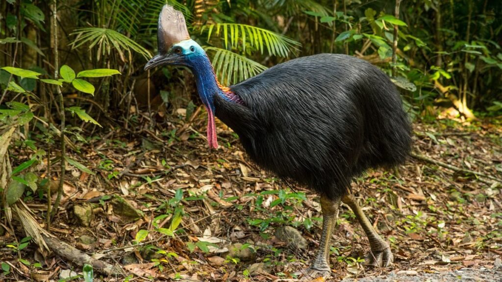 The Deadly Reputation of the Cassowary