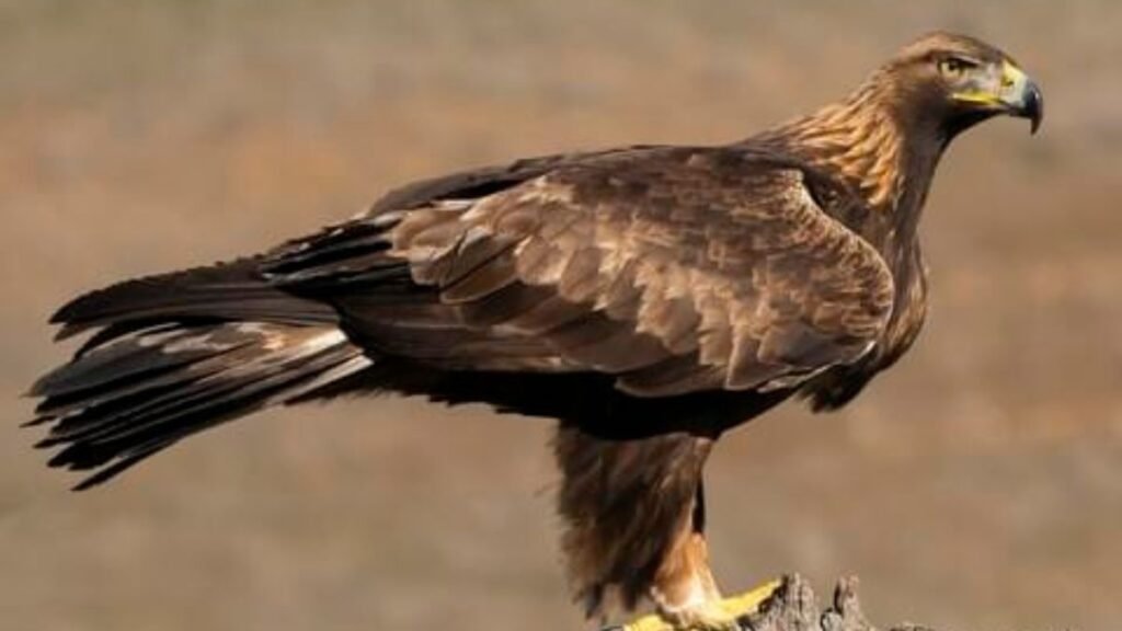 The Golden Eagle: Fast, Fierce, and Fearless