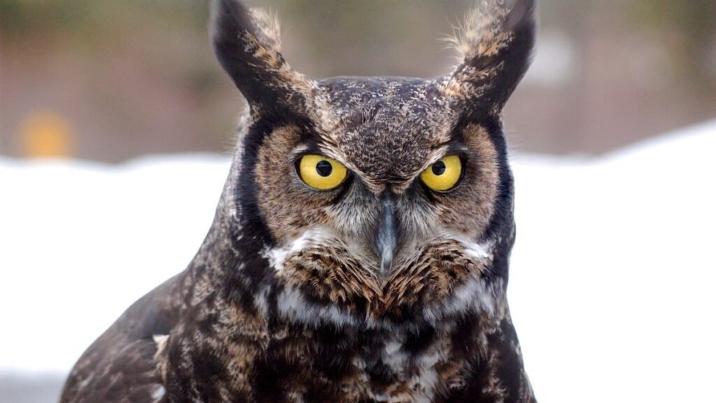 The Great Horned Owl: Silent Night Predator
