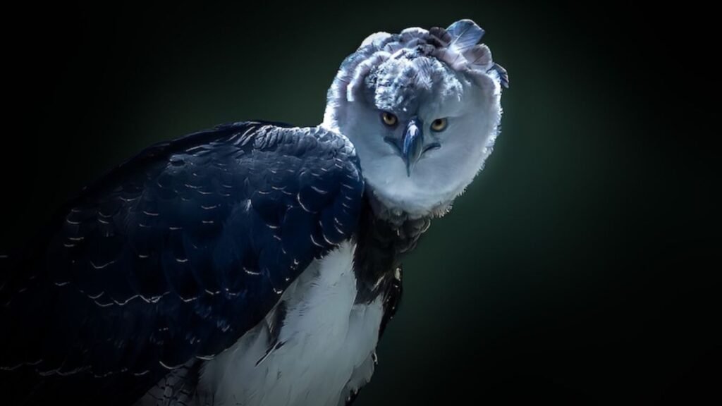 The Harpy Eagle: A Skyborne Powerhouse