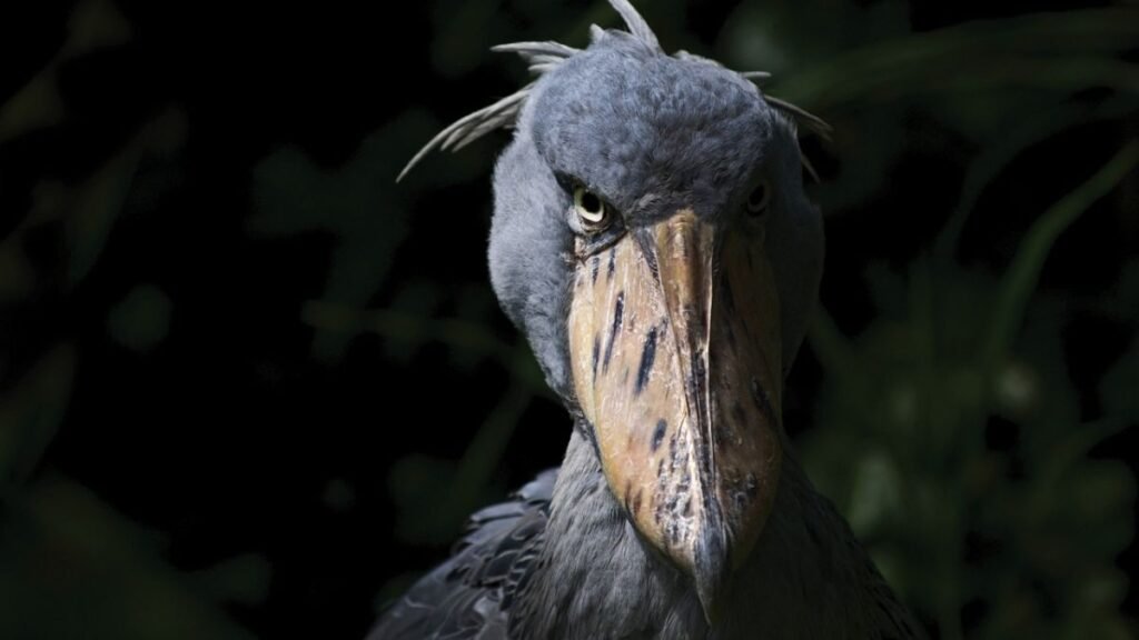 The Shoebill Stork: A Creature Straight Out of a Nightmare
