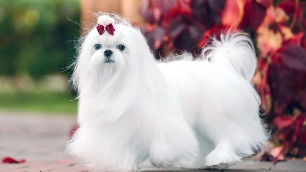 These 7 Dog Breeds Are Perfect House Dogs — #3 Will Surprise You!